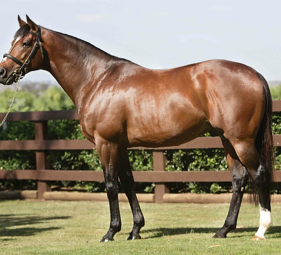 New ID rules for horses have come into force
