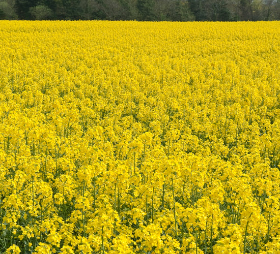Weather factors impacting on oilseed rape and soya markets