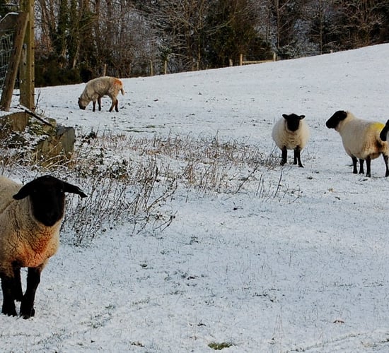 Planning for winter: snow, flooding and fodder