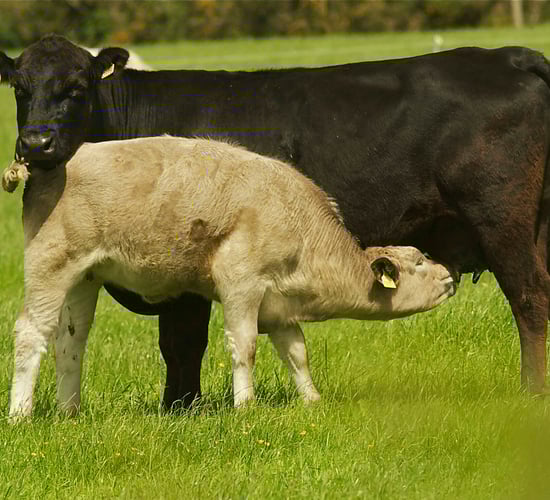 Beef Plan: 'Production reduction' measures 'hugely frustrating'