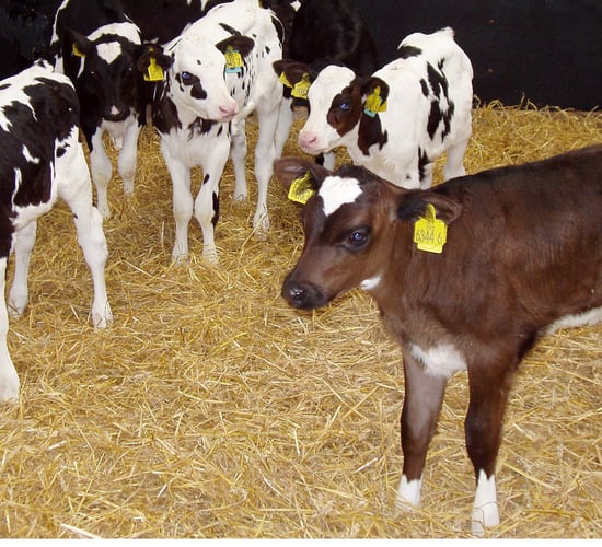 Calving season doesn’t have to be so busy