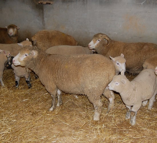 Body condition determines ewe feeding programmes