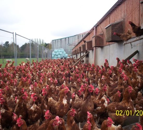 How will Harvest 2020 strategy impact on poultry sector?