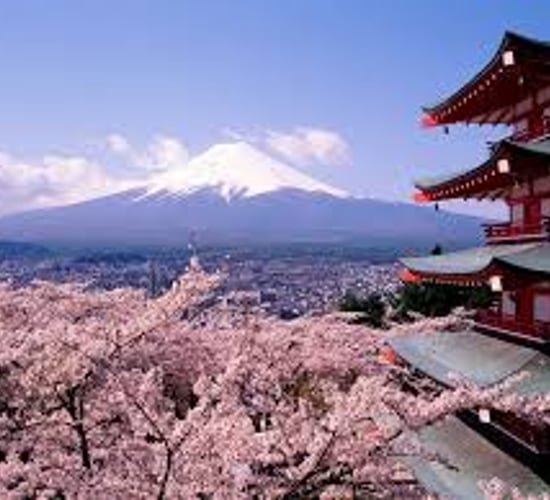 Ireland set to blossom in Japan