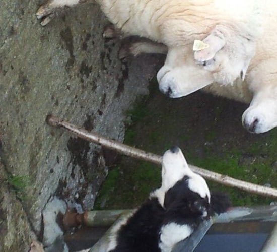 Nutrition, breeding, genetics key to sheep herd health