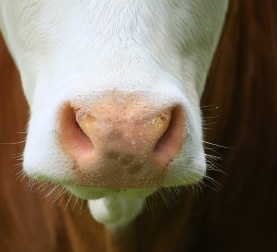 ‘Interfering’ with foot-and-mouth disease