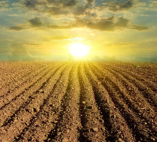 40% decrease in profit on tillage farms in 2019 - IFAC