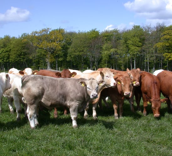 5,000 Irish cattle head east for Turkey