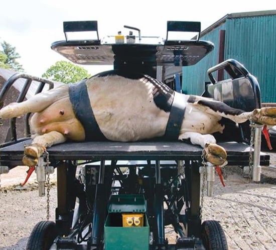 Rollover cows: Hoof crate innovation proving a big hit!