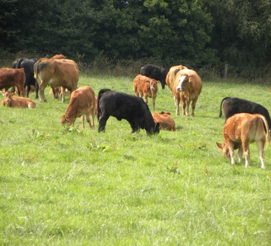 Comment: EID for cattle – the debate is on