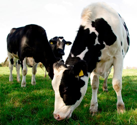 Vaccinations: Best practice for handling, administration and storage