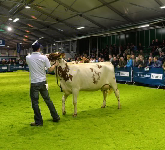 Top prizes at North's Winter Fair go to breeders from the south