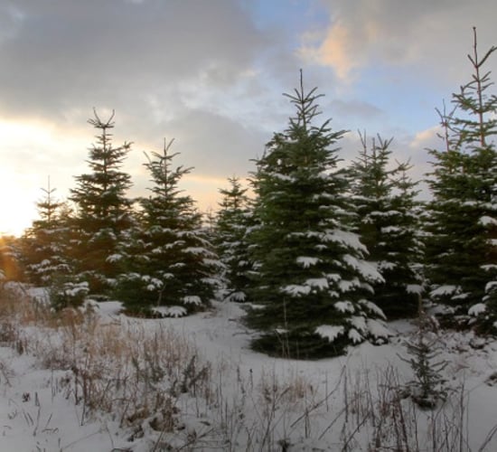 5 gifts that definitely won't be under your tree this Christmas