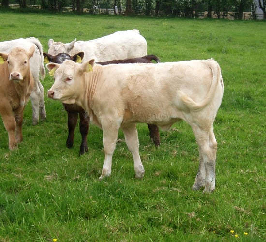 'Beef interests are under-represented on the board of the ICBF'