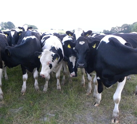 Meeting the dry cow’s protein needs