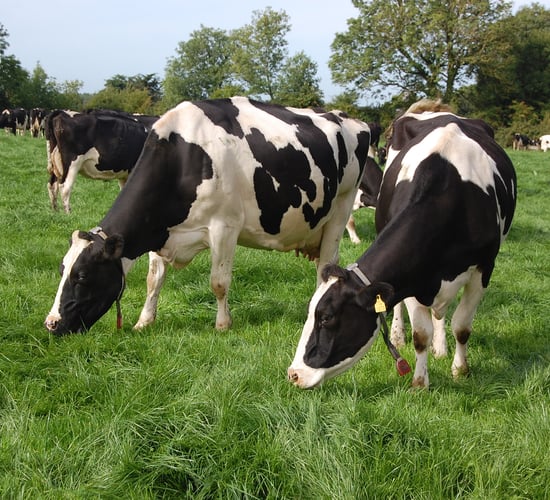 Maintaining pregnancy rates  this breeding season