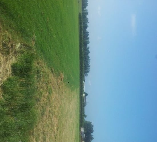 New grass varieties will constitute a ‘green’ flooding defence