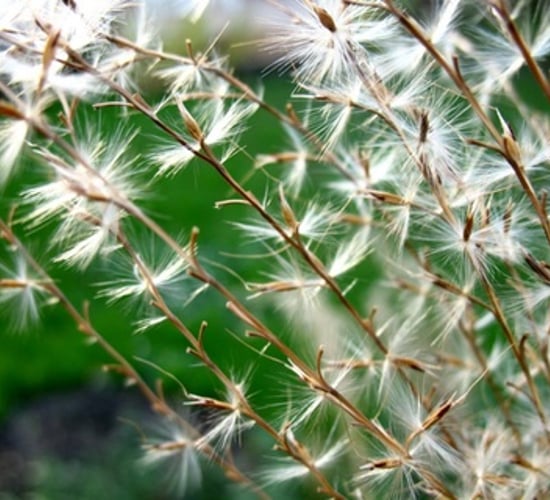 'Grass as the new biofuel'