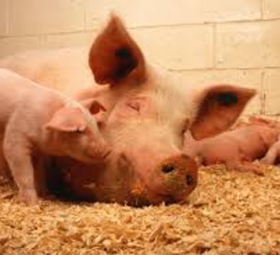 Emergency pigmeat meetings under way tonight as prices fall