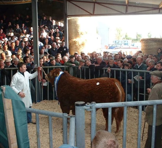 Poor animal health and diseases cost money