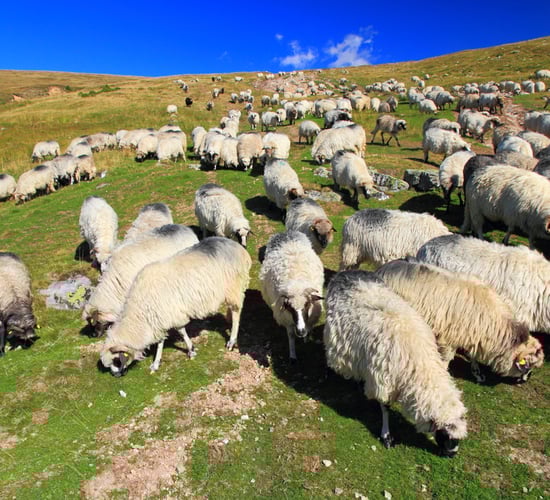 Liver fluke control on organic farms