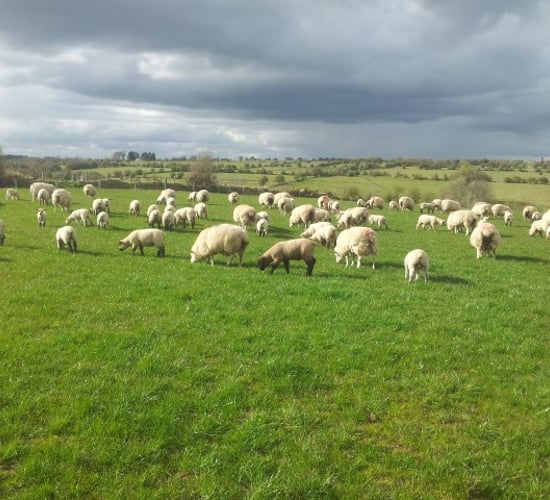 Big UK multiples see big drop in lamb sales