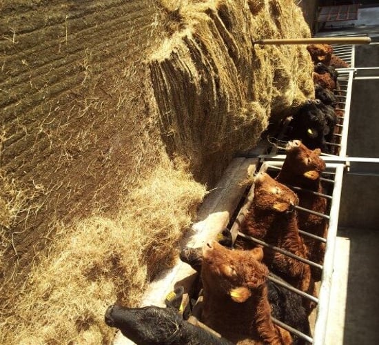 Fodder crisis cost Irish farming €500m, Teagasc