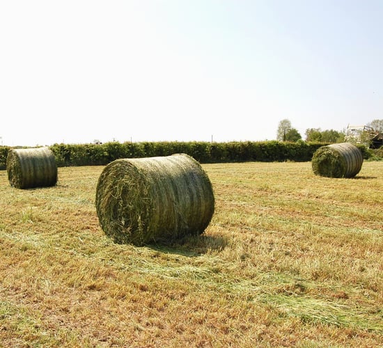 Grass advice: Don't let this opportunity pass you by