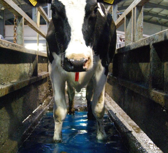 ‘Chinese whispers’ – the phrase of the day for Ireland’s dairy sector