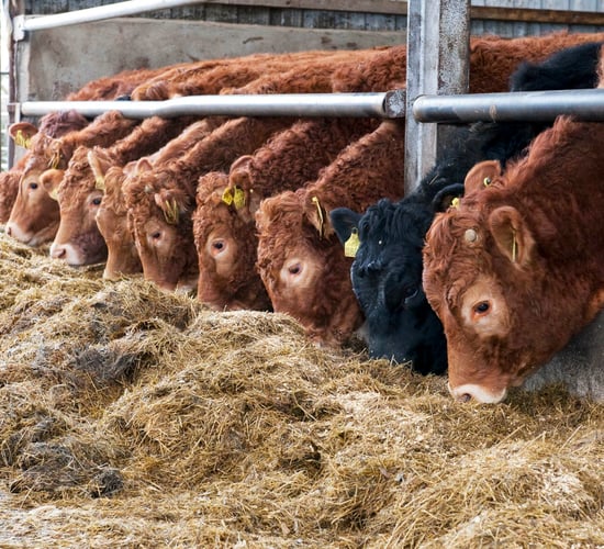 Beef trade: Steer and heifer prices remain firm