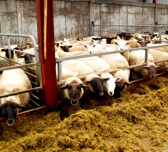 Sheep farmers 'at mercy of factories' on carcass trim, weights and grading