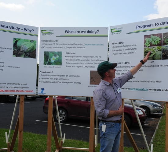 Positive initial findings in Irish GM potato trials