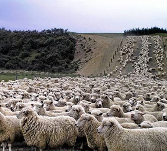 Sheep and cheerful: Call out for 6,000 Irish sheep
