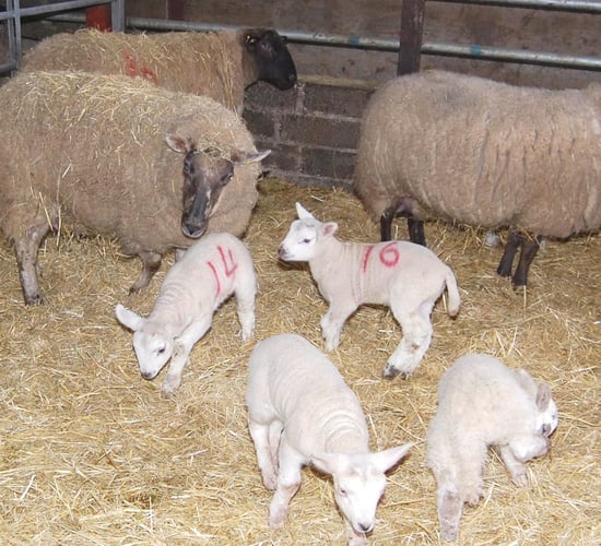 Schmallenberg Virus may hit Irish farms again this year