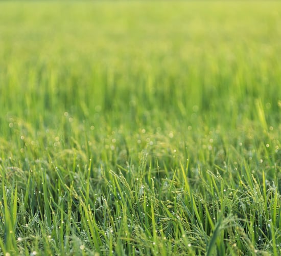Spring vs Autumn reseeding – What works best?