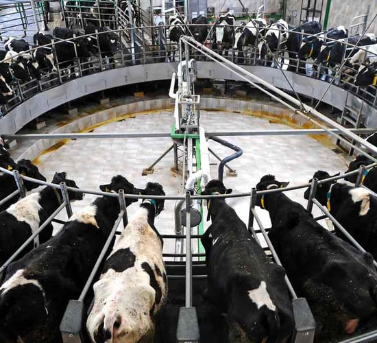 'Poor fertility No 1 barrier to milk profit'