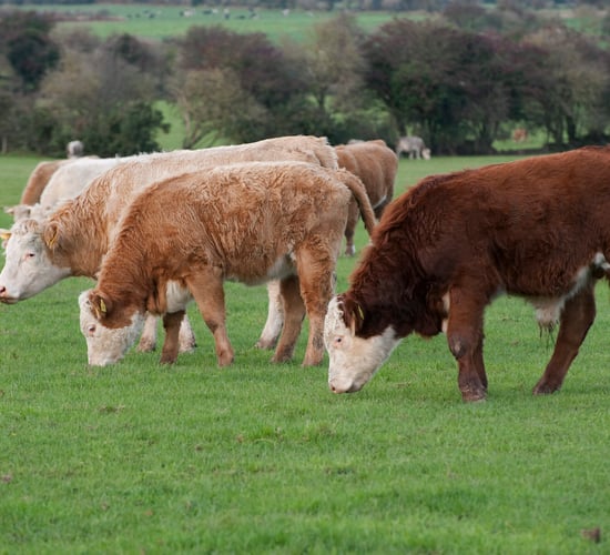 Bag of cows' hooves found in Dublin take away