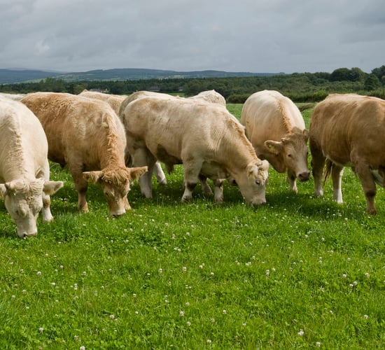 Beef kill breaks 500,000 mark, three weeks ahead of 2013