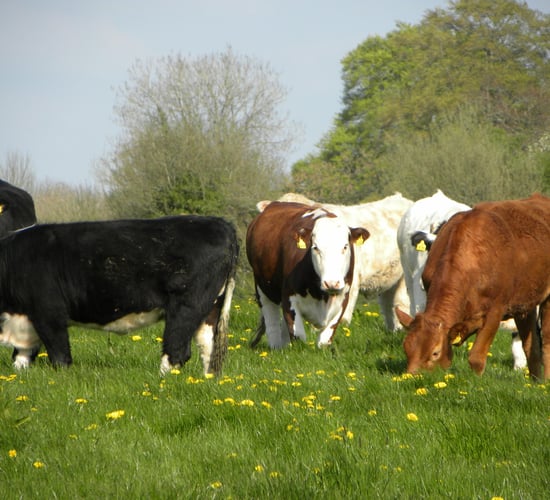 Reducing exposure to liver and rumen fluke