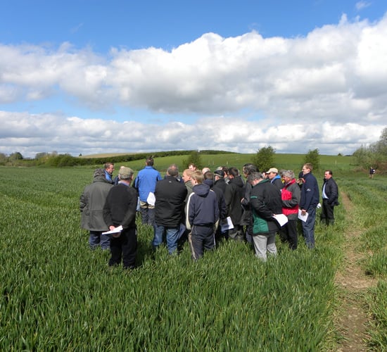Septoria resistance threatens viability of winter wheat crops