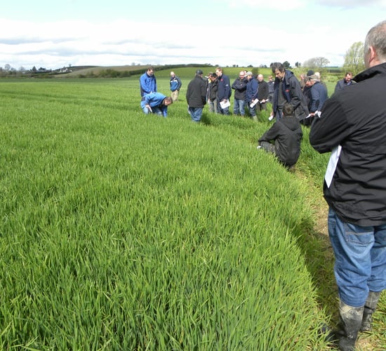 Well sown is well grown, according to Teagasc