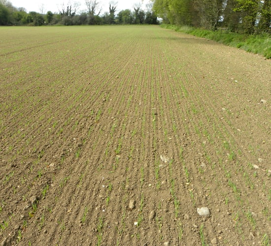 'Well sown is half grown for malting barley crops'