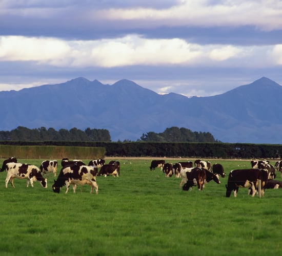 Fonterra revises its 2014/'15 forecast milk price down $NZ 60c/kg