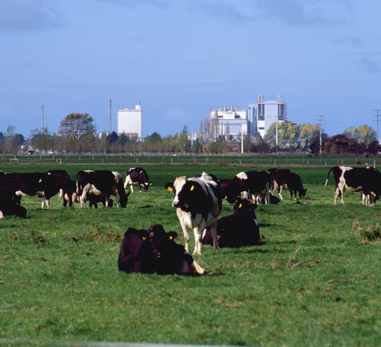 Drought in New Zealand sees farms use 10,000L of water daily