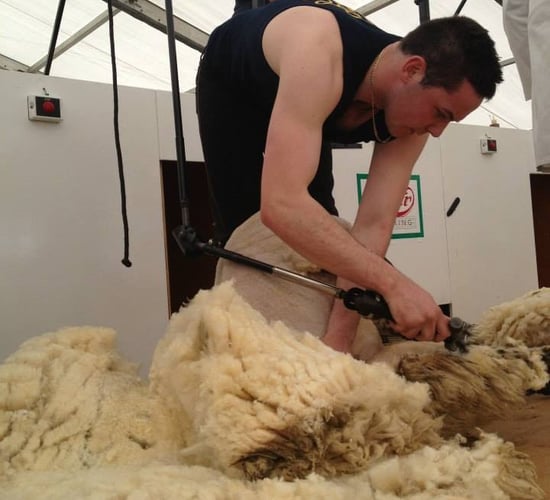 All roads lead to Gorey for Golden Shears spectacular