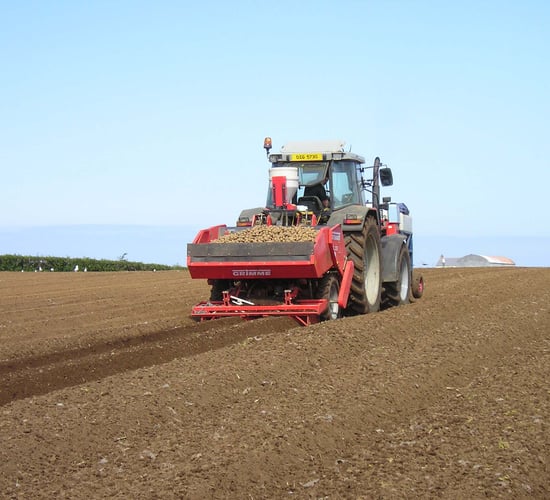 Over a 10% drop in area of land under potatoes last year