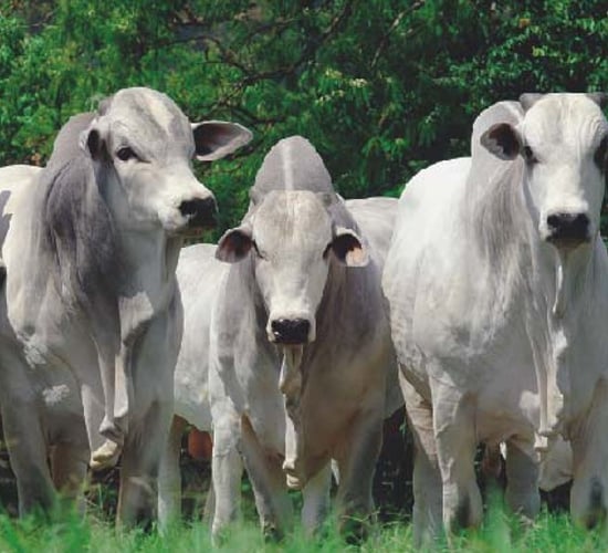 Brazil cow tests positive for BSE