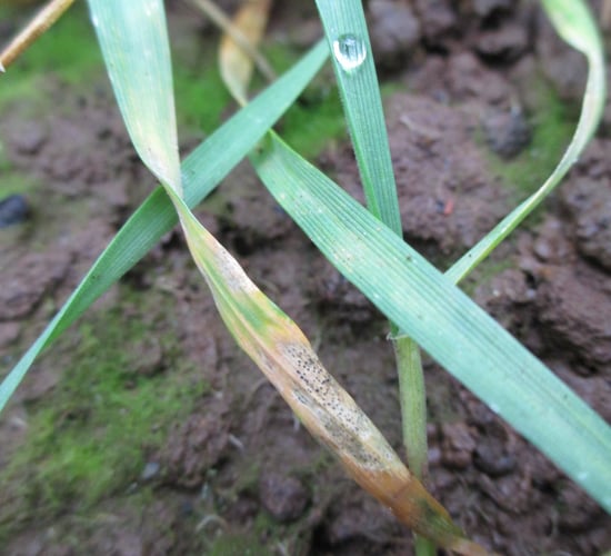 Septoria control in wheat – timing is everything