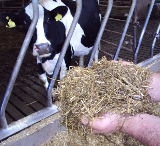 Alternative energy forage options to complement grass silage