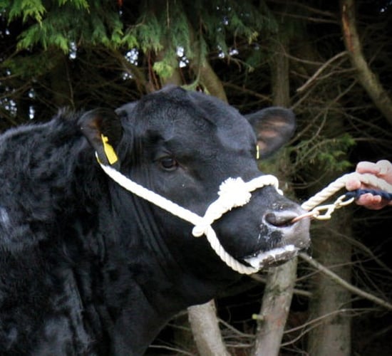 Saler and Angus bulls dominate the top 10 bulls for Replacement Index